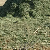 یونجه کوبیده تمام برگ