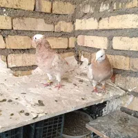 یه جفت شازده هما پرشی عالی  همه چیز تموم|پرنده|ماهنشان, |دیوار