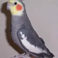 گمشده