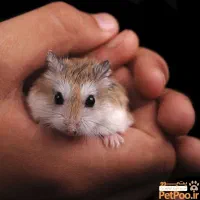 ی عدد لجن خوار بیست سانتی وهفت هشت تا همستر