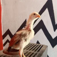 جوجه خروس لاری اوشامو