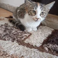 گربه ماده|گربه|قم, پردیسان|دیوار