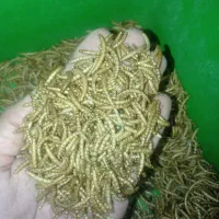 میلورم خشک درجه یک