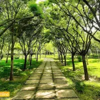 پارتنر برای پیاده روی