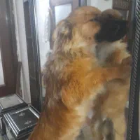 پاکوتاه روباهی پامر