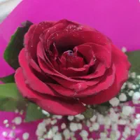 اهداکننده تخمک