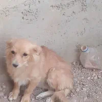 سگ پای|سگ|خمینی‌شهر, |دیوار