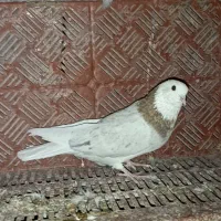 شازده هما|پرنده|زنجان, |دیوار