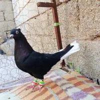 کفتر پرنده دم سفید|پرنده|اهواز, گلستان|دیوار