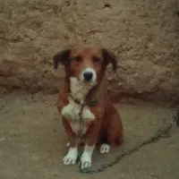 پاپی نگهبان تند وتیز|سگ|تربت جام, جامرود|دیوار