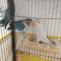 کوتوله|پرنده|سمیرم, |دیوار