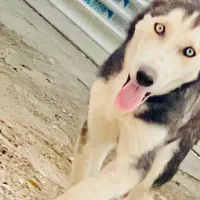 سگ نژادهاسکی نر7ماهه