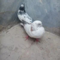 کبوتر|پرنده|قم, شهرک مهدیه|دیوار