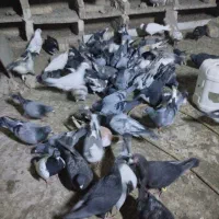 کبوتر رنگه آلمانی سار سرور ابلغ کله سینه|پرنده|چناران, |دیوار