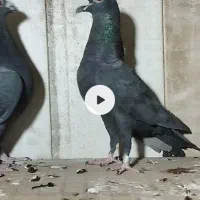 جفت آلمانی|پرنده|سرایان, |دیوار