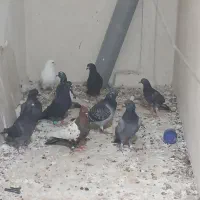 ۱۰عدد کفتر بوم، جوجه بوم پرشی|پرنده|مشهد, چهارچشمه|دیوار