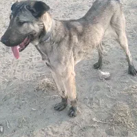 سگ عراقی ماده|سگ|کبودرآهنگ, |دیوار