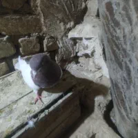 کله دار|پرنده|کبودرآهنگ, |دیوار