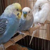 مرغ عشق|پرنده|دوگنبدان, |دیوار