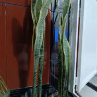 گیاه سانسوریا