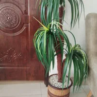 گل زیبای نخل