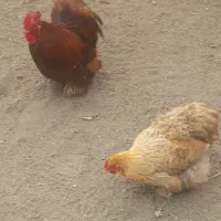 یه جفت کوشین زیبا