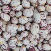 فروش چند تن لوبیا چیتی
