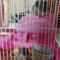 دو عددهمستر با قفس و....