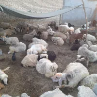 میش داشتی