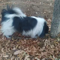 پامرین شیتزو