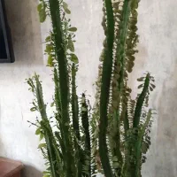 گل افوربیا