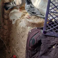 کبوترپاکستانی