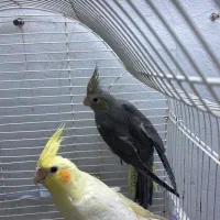 جوجه عروس هلندی