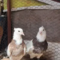 کفتر یک جفت طوقی هفترنگ به شرط