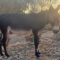 فروش الاغ نر|حیوانات مزرعه|فیروزآباد (فارس), |دیوار