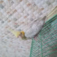 عروس هلندی چشم شرابی