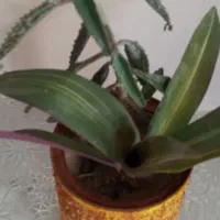 گلهای طبیعی