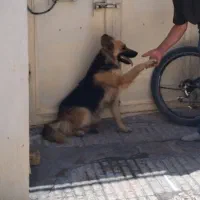 فروش سگ ژرمن انسان دوست