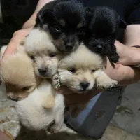 فروش توله سگ های ۷۰روزه