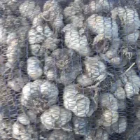 سیر خندان