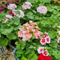 حراج گلهای پیچک و شمعدانی