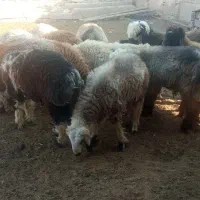 14راس بره چاق