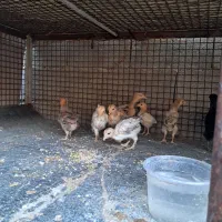 جوجه محلی|حیوانات مزرعه|دهدشت, |دیوار