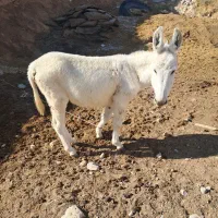 نره خر|حیوانات مزرعه|شیروان (خراسان), |دیوار