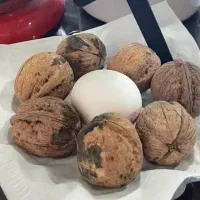 فروش قسطی نهال پسته انگور بادام دیرگل پسته خوشه ای|گل و گیاه طبیعی|نیشابور, دارایی|دیوار