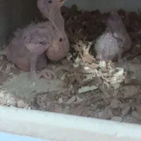 جوجه سرلاکی عروس هلندی