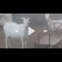 دوبزغاله ماده دورگ سانن ویک بزغاله نر