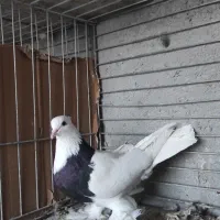 طوقی|پرنده|مبارکه, |دیوار