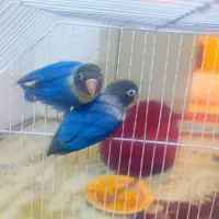 طوطی برزیلی بازیگوش|پرنده|شاهرود, |دیوار