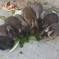 خرگوش فروشی|موش و خرگوش|ماکو, |دیوار